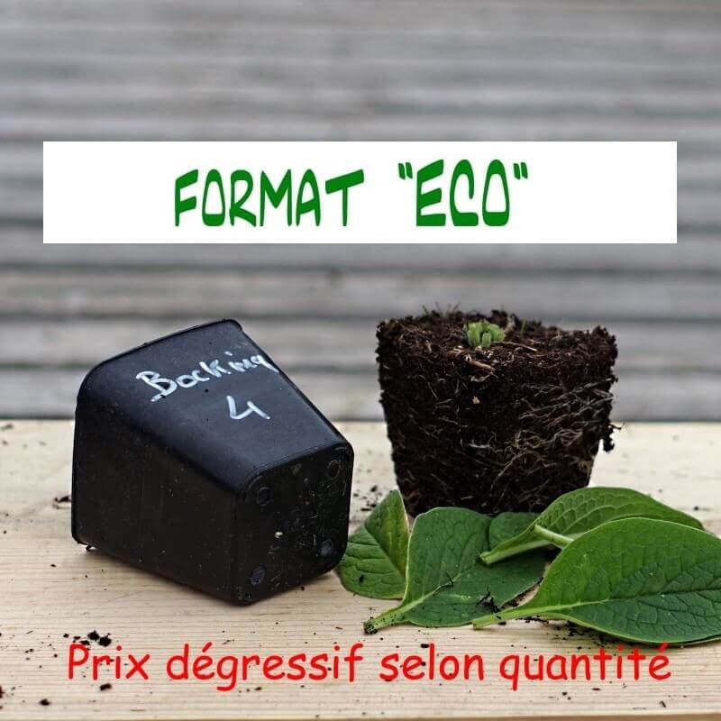 Consoude Bocking 4 motte racines Consoude Bocking 4 motte racines