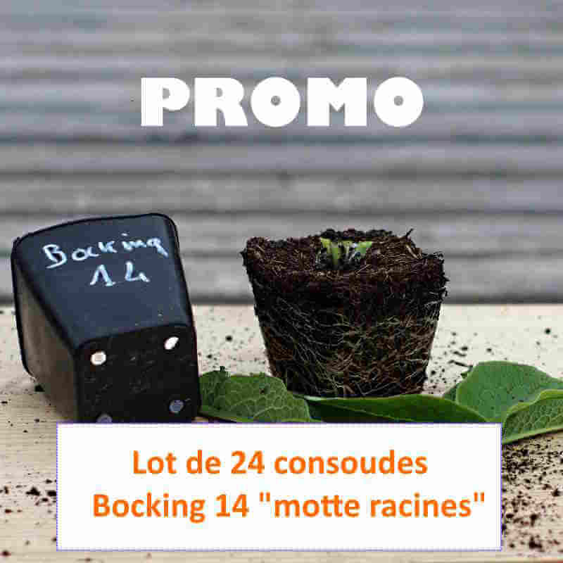 Promo consoude bocking 14 Promo consoude bocking 14