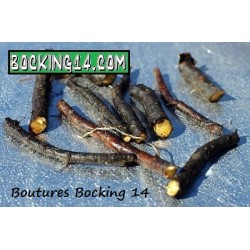 Bocking 14 boutures